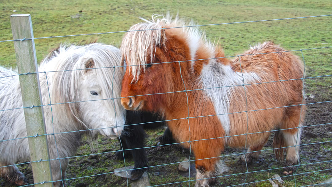 A pair of Shetland ponies