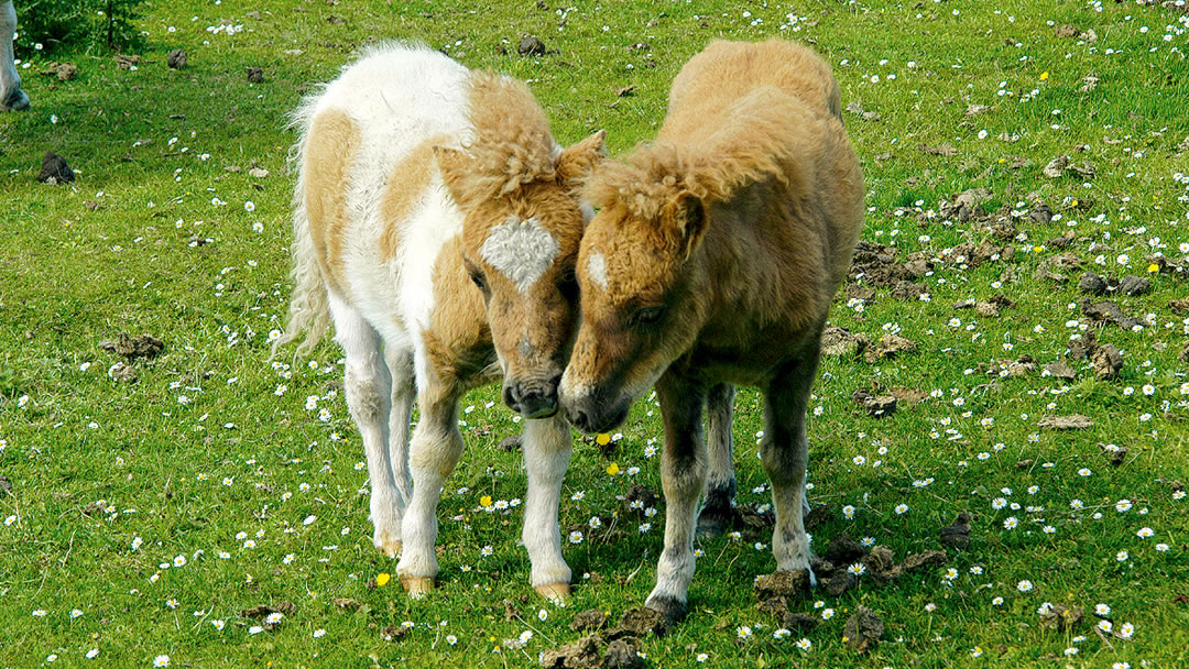 A pair of Shetland pony foals