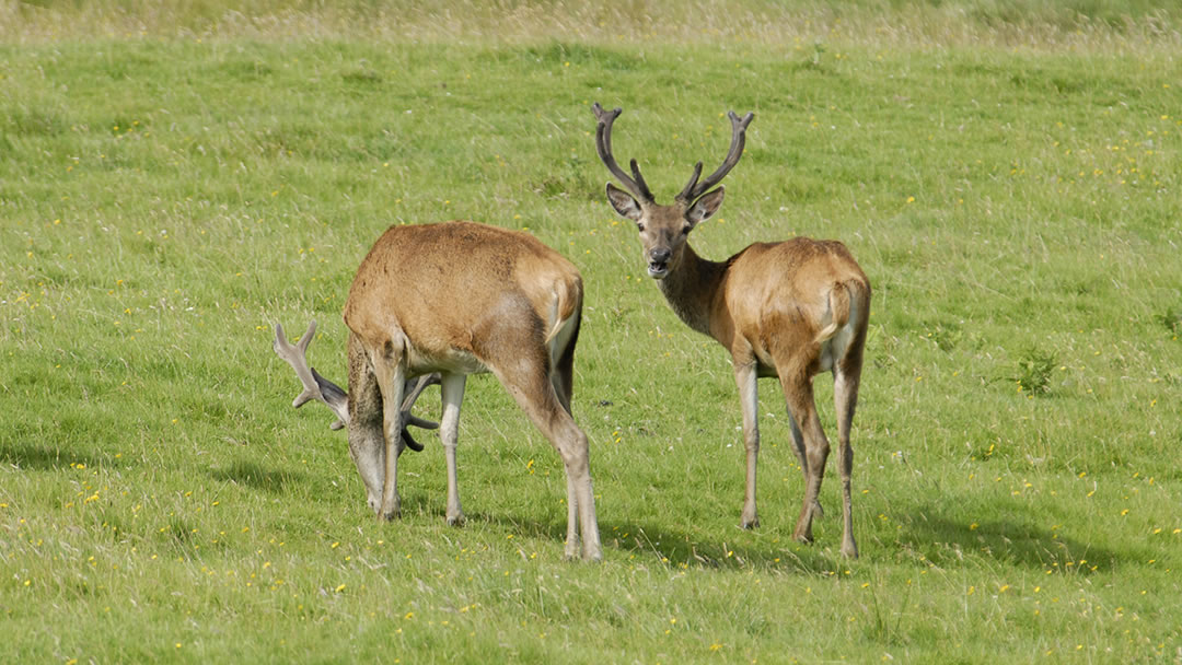 Deer in Caithness