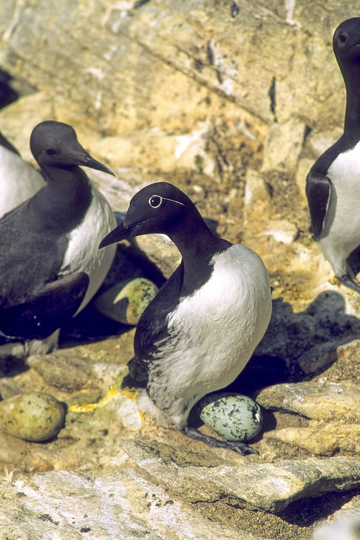 Guillemot at Marwick Head