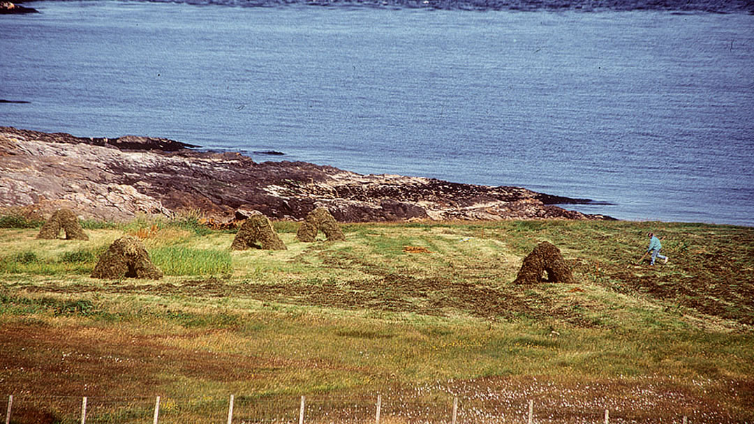 Haymaking on Foula, Shetland