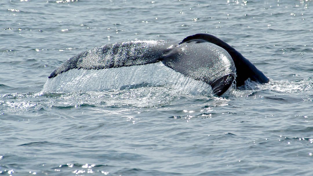 Humpback whale - whales can often be seen from Sumburgh Head in Shetland