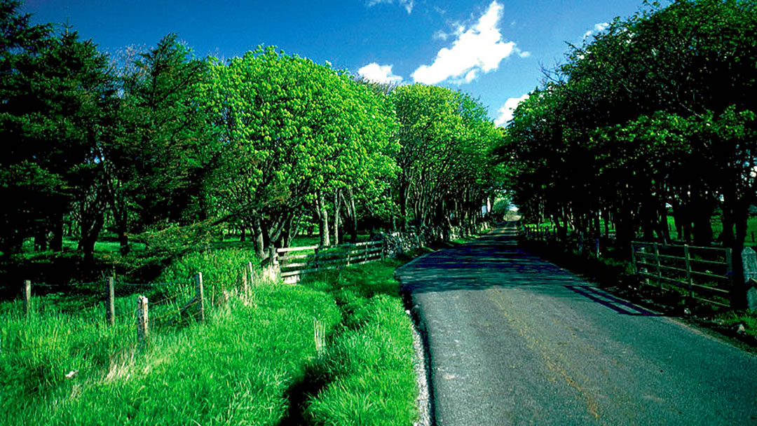 Kergord woodland and Kergord House in Shetland