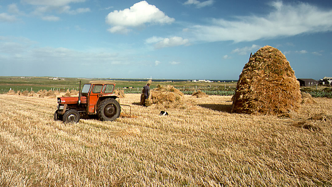Old farming practices in North Ronaldsay, Orkney
