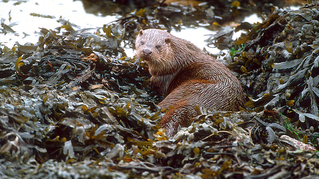 Otter in Shetland