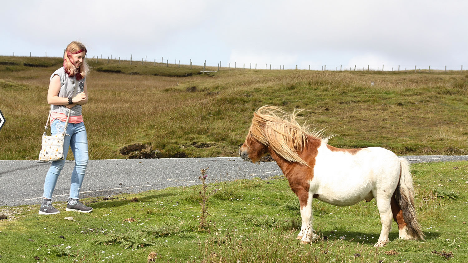 Shetland Ponies are naturally curious