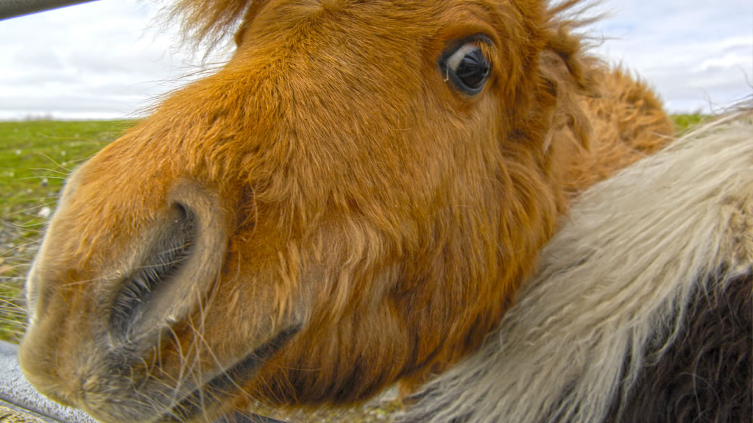 Shetland Pony close up