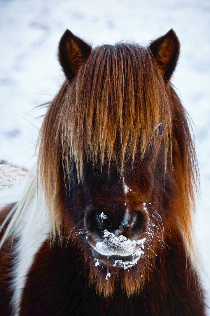 Shetland pony with a cold nose