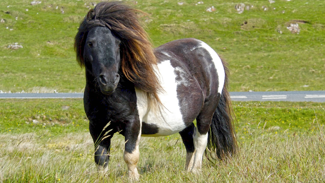 Shetland pony on the hill