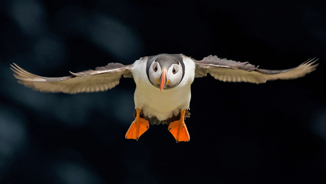 A puffin in flight