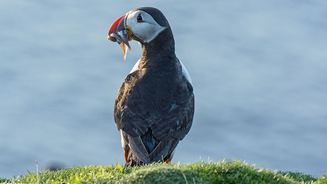 A puffin's large bill allows it to hold many fish at the same time