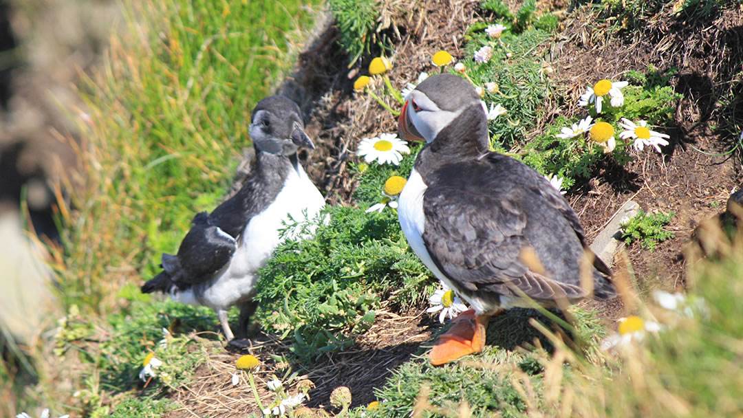 A puffling and an adult puffin