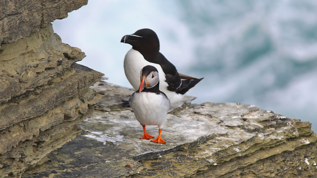 A razorbill and a puffin