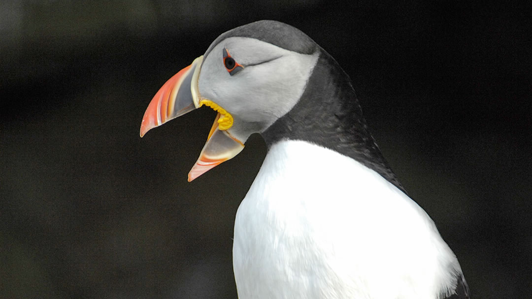 Atlantic puffin