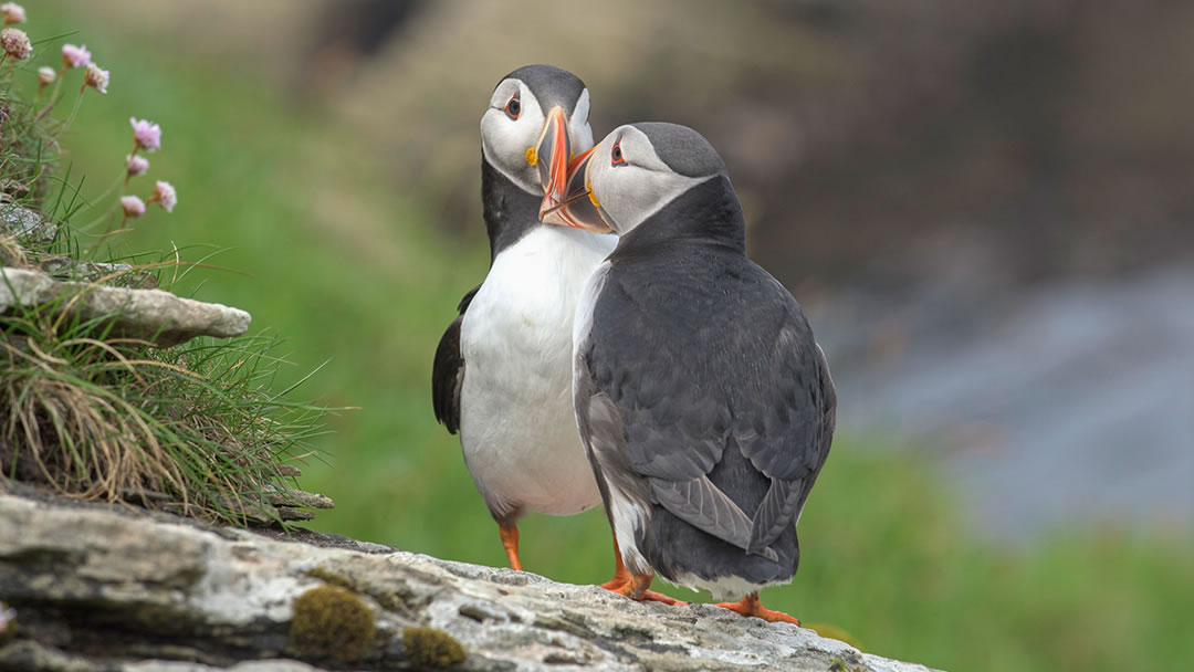 Billing is a unique puffin courtship behaviour