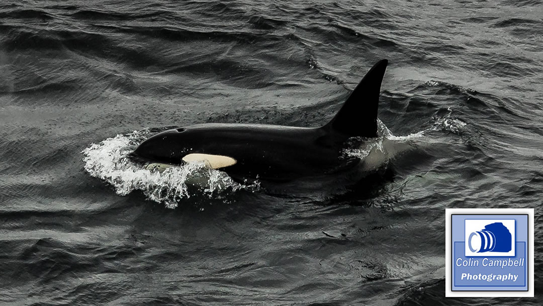 Orca in Caithness, by Colin Campbell