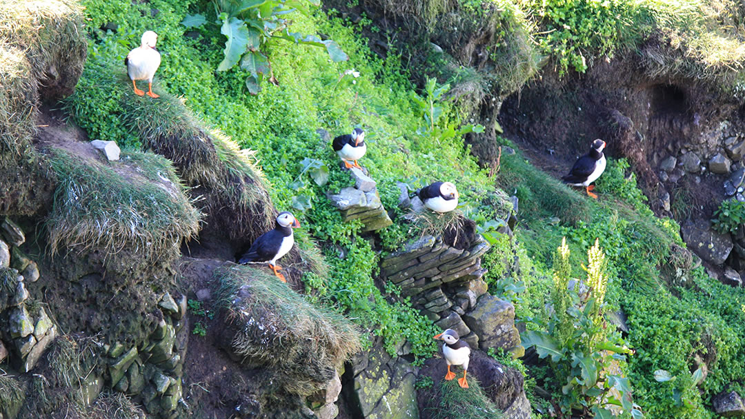 Puffin burrows