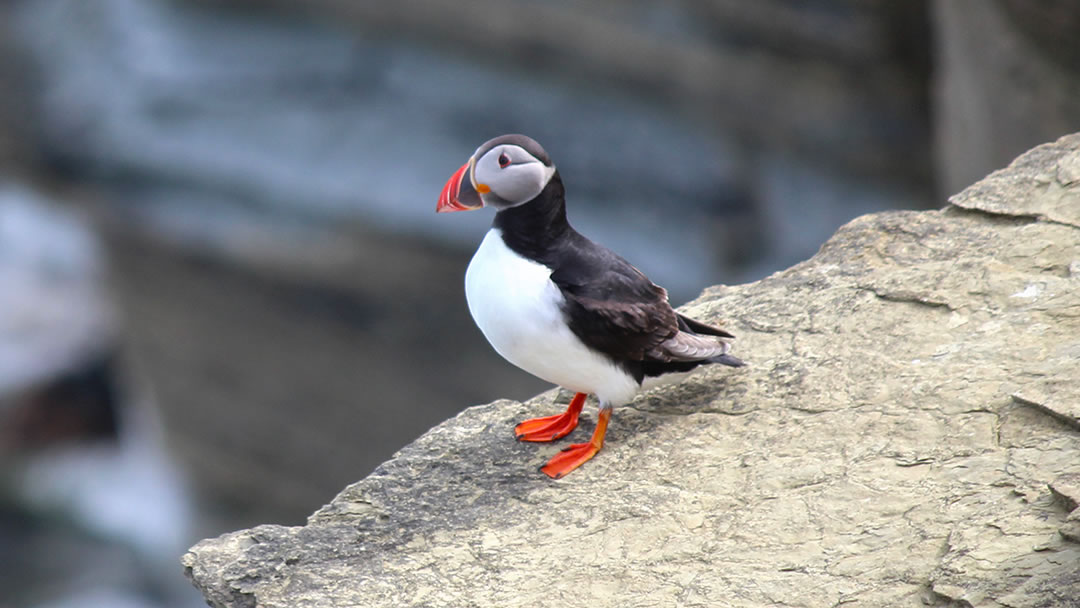 Puffin on a cliff edge