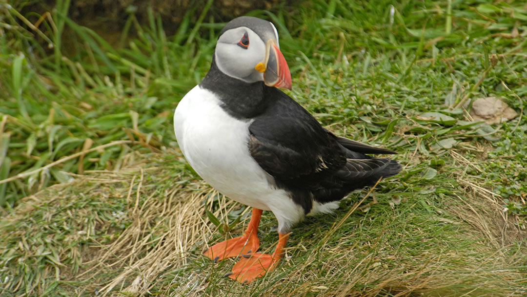 Puffins live in grassy burrows