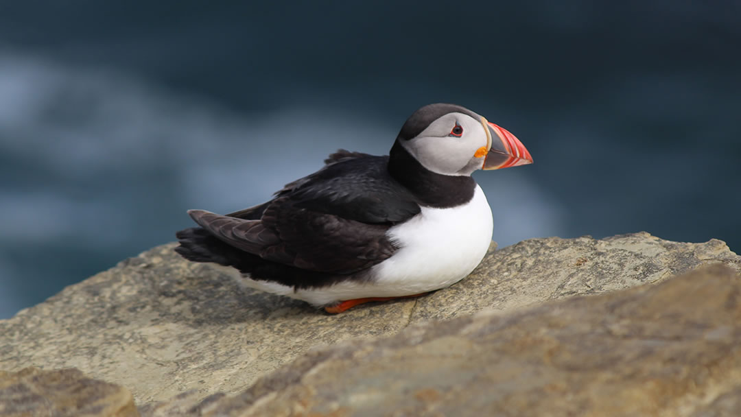 Puffins nest on seabird cliffs