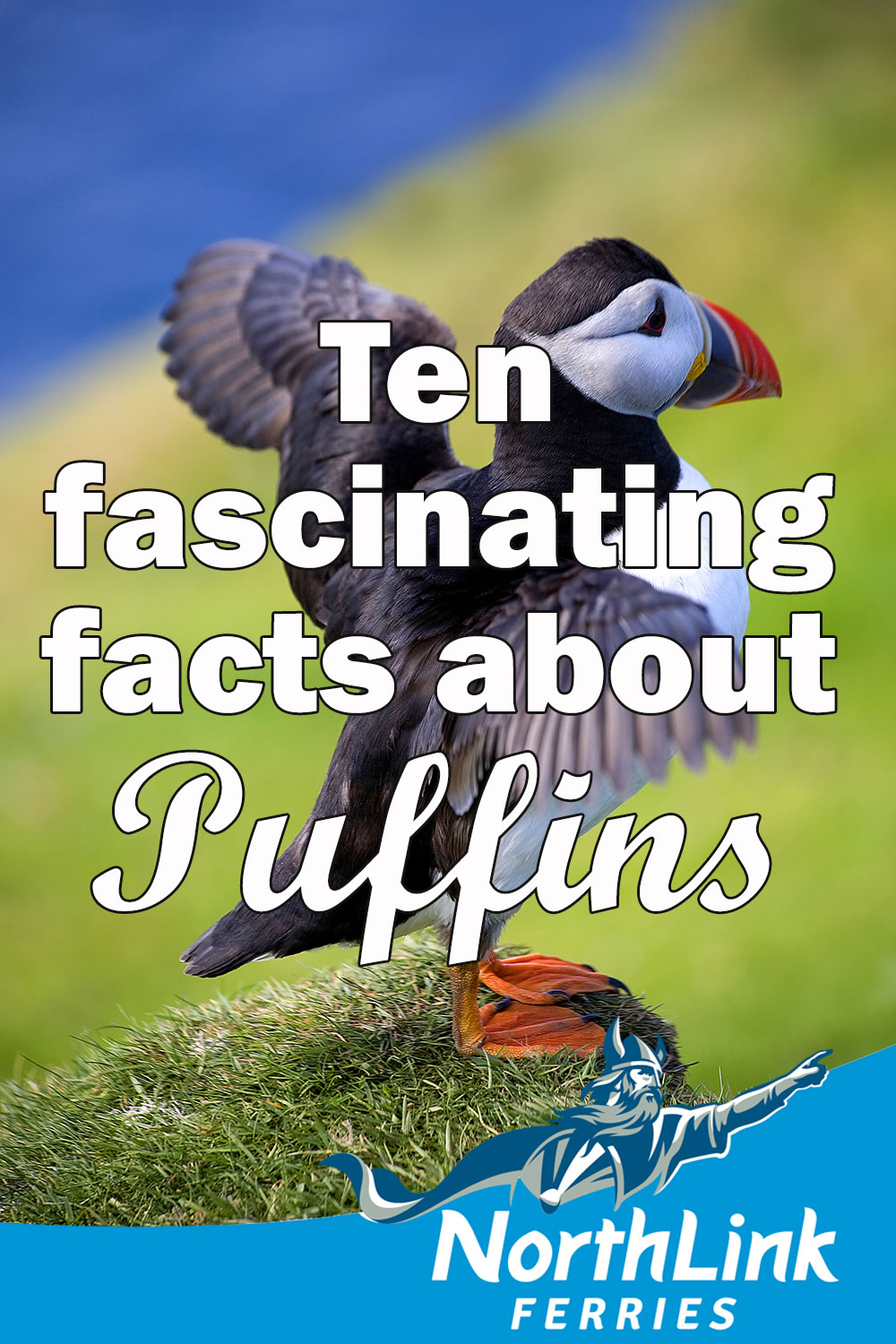 Ten fascinating facts about Puffins