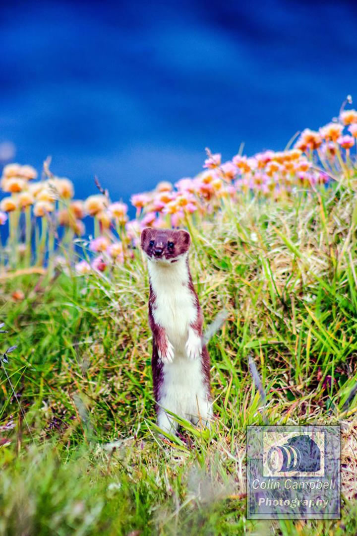 Weasel in Caithness, by Colin Campbell