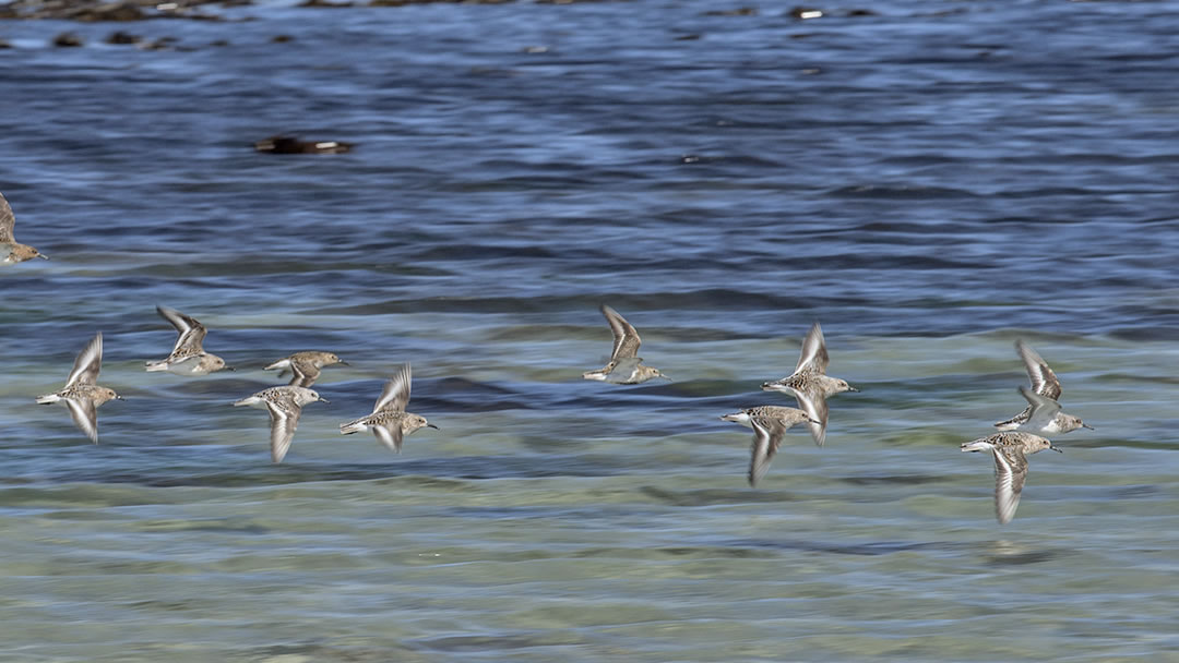 Birds at Linklet Bay, North Ronaldsay, Orkney