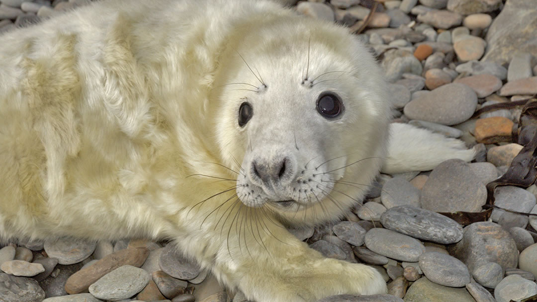 Grey Seal pup