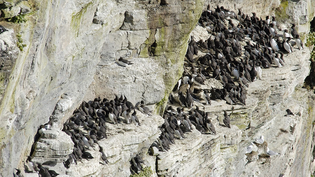 Guillemots at Marwick Head