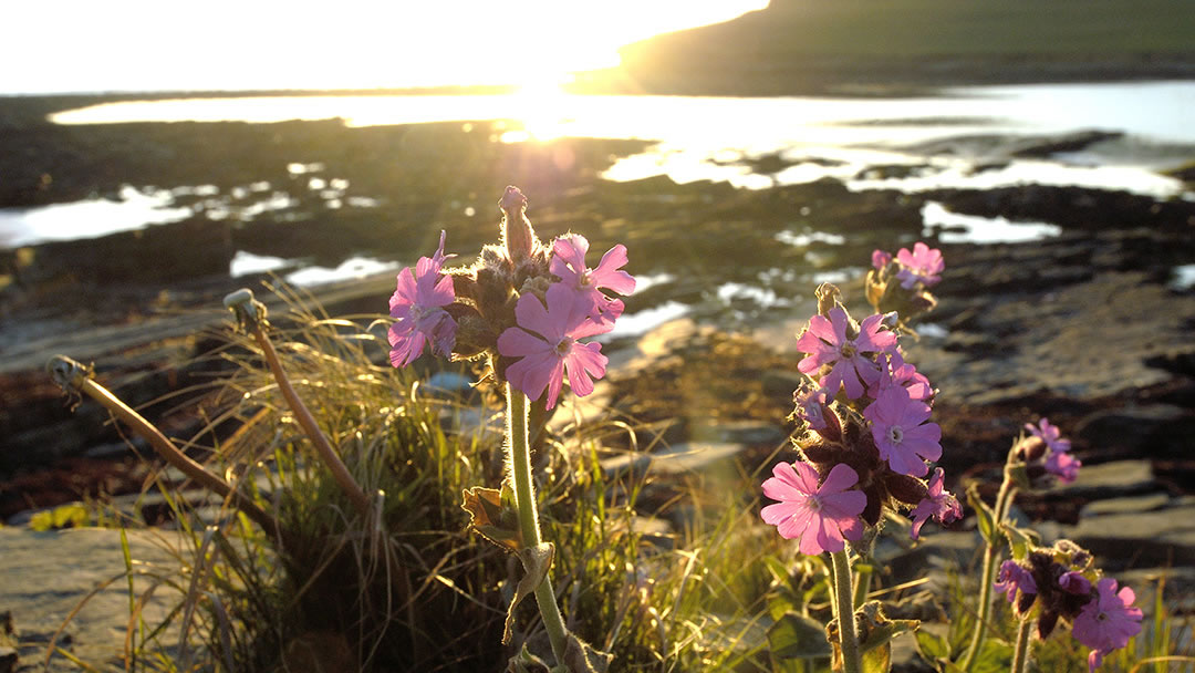 Red Campion at Marwick Bay in Orkney