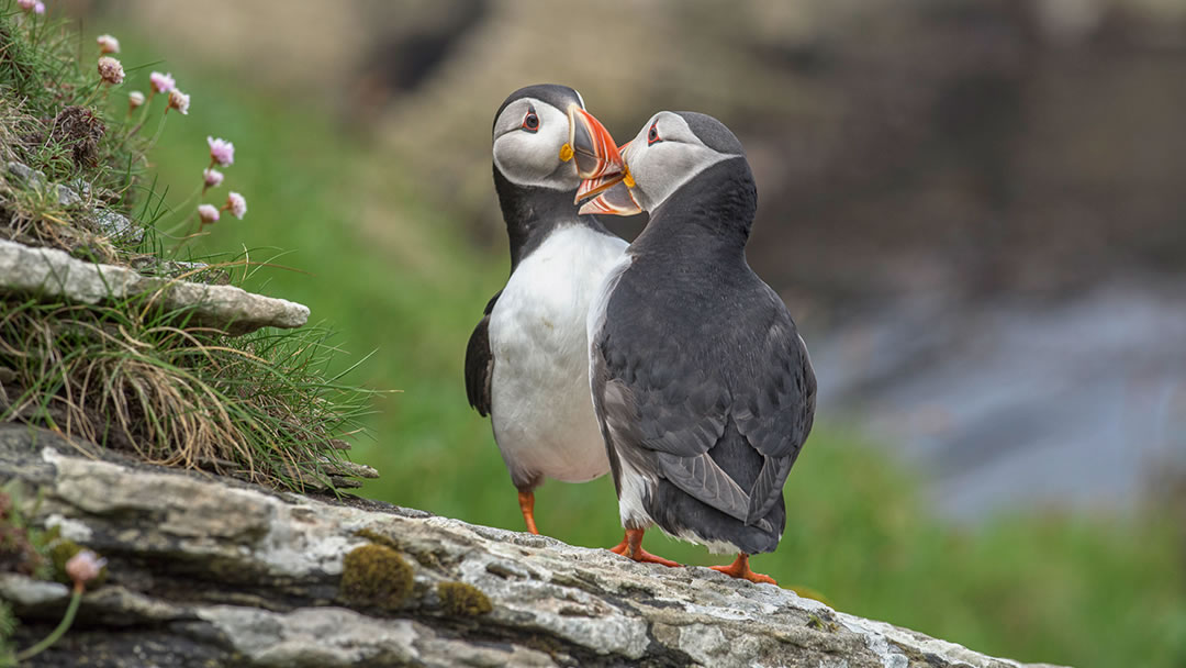 Puffins in Westray, Orkney