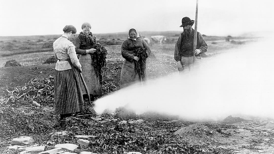 Burning kelp in Stronsay, Orkney