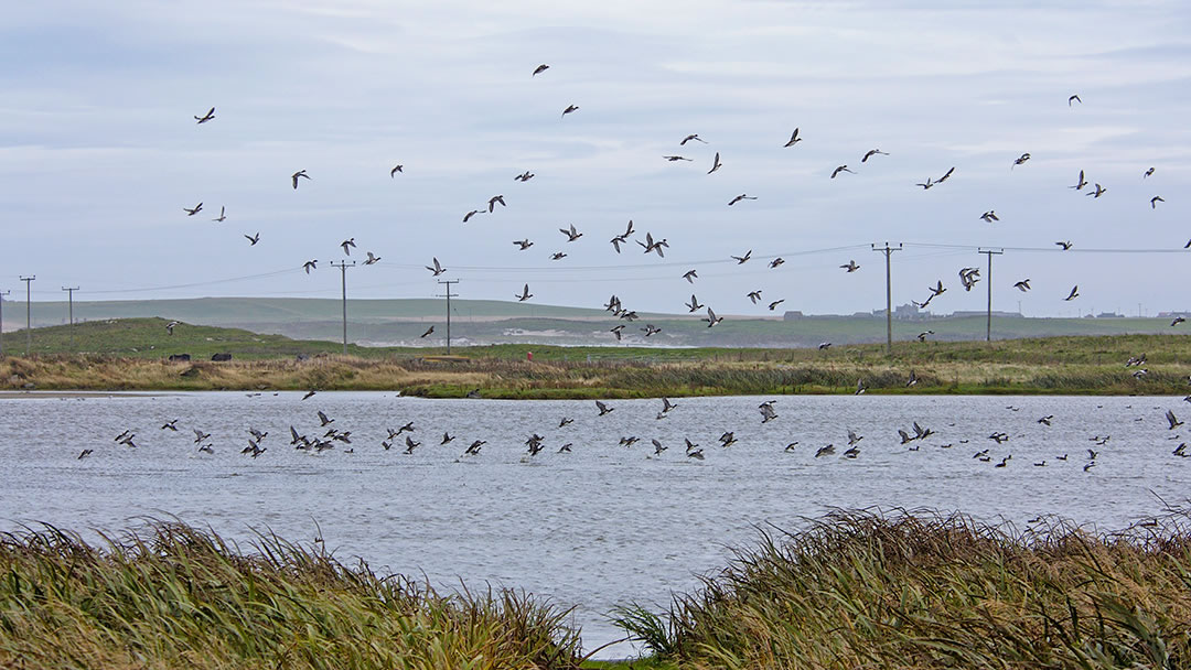 Loch of Rothiesholm, Stronsay, Orkney