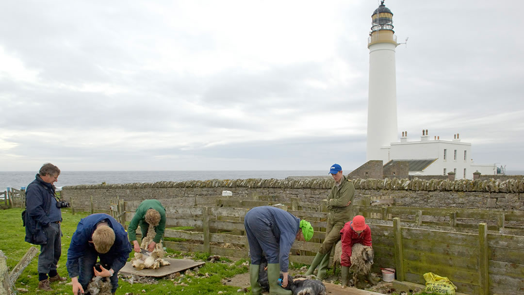 Sheep clipping on Auskerry, Orkney