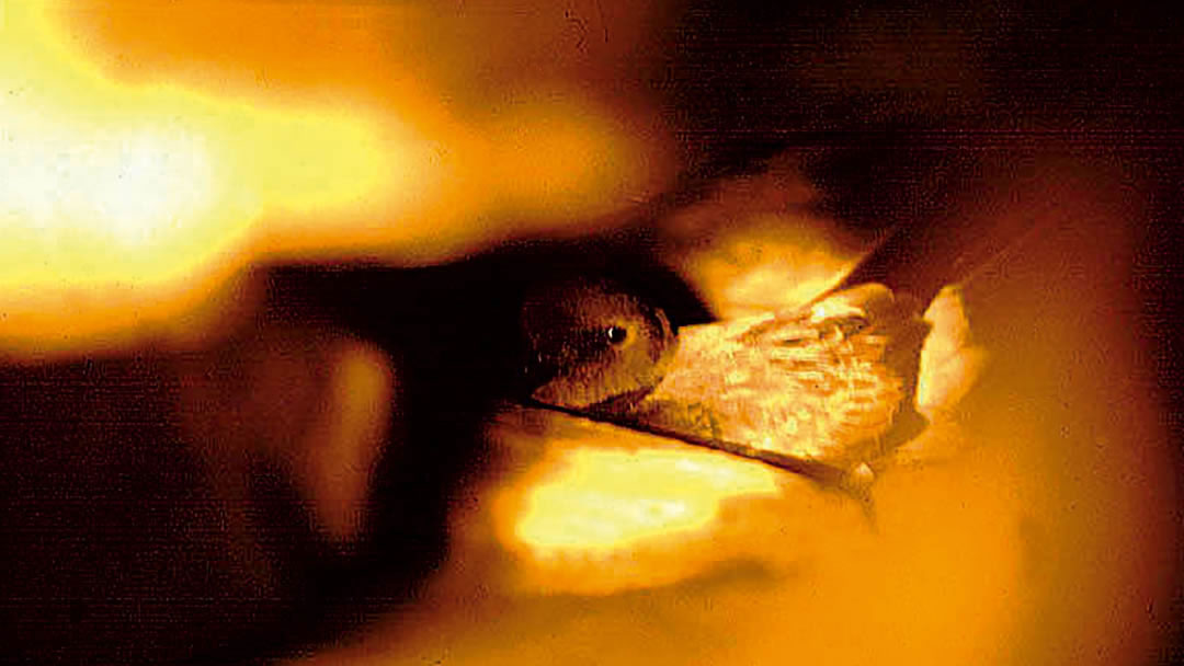 Storm petrel viewed within the walls of Mousa Broch in Shetland