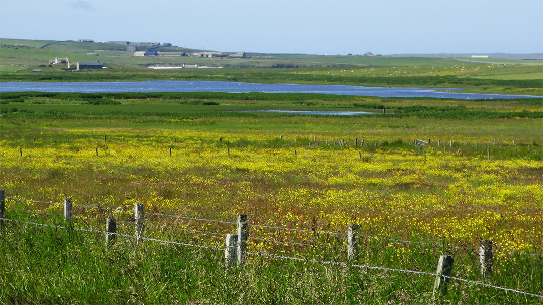 View towards Meikle Water from near Eastbank - geograph-6331357-by-Colin-Park