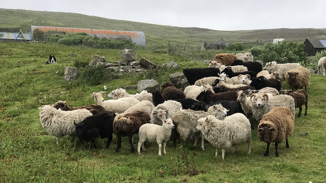 A windy day at Uradale in Shetland