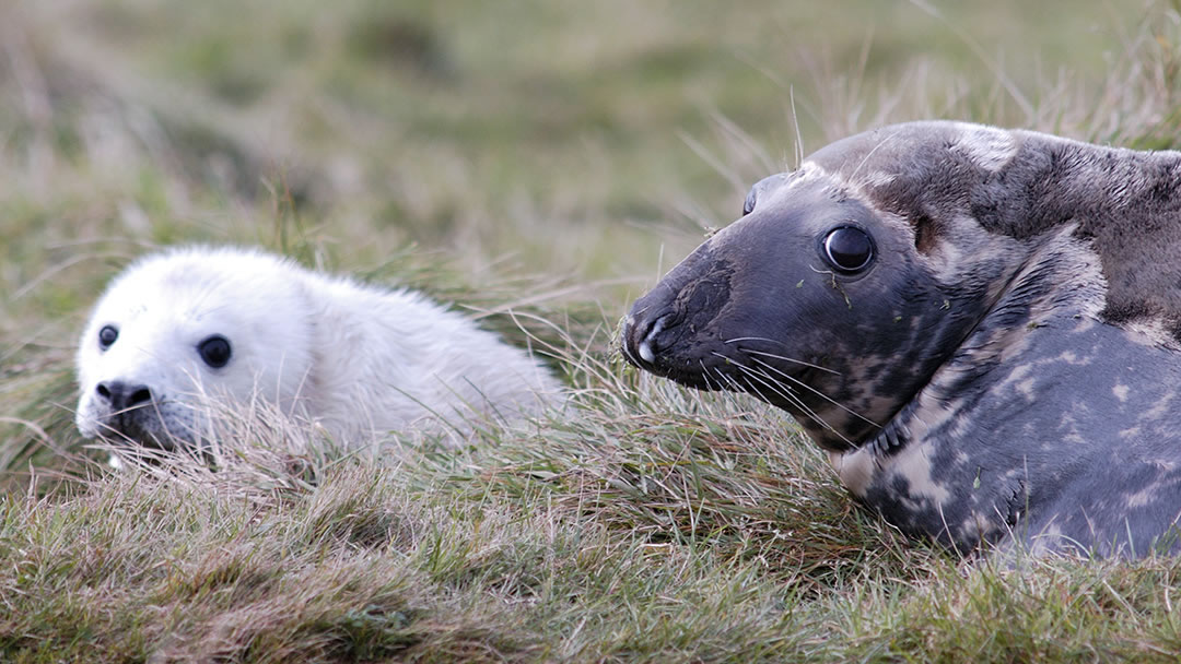 Grey Seal in Orkney