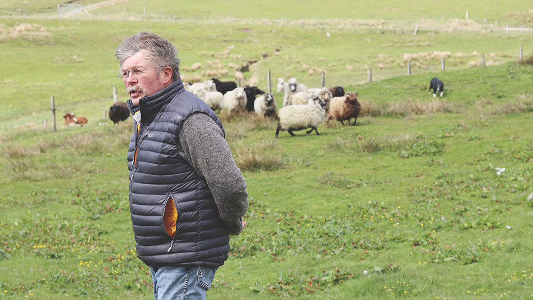 Ronnie Eunson and Shetland Sheep