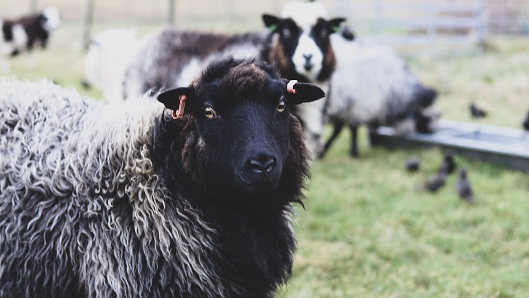 Sheep at Garths Croft in Bressay, Shetland