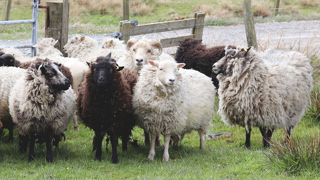 Uradale sheep