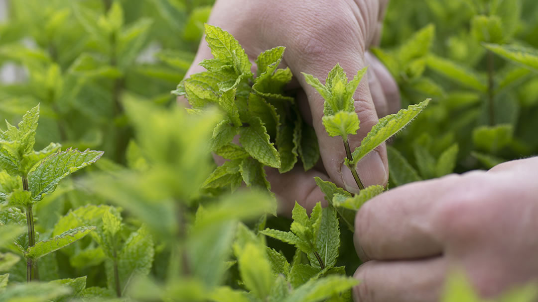 Making gin with botanicals grown in the isles