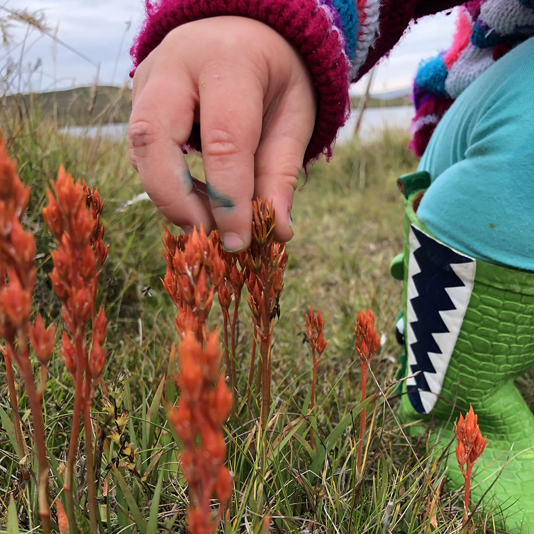 Shetland wildflowers