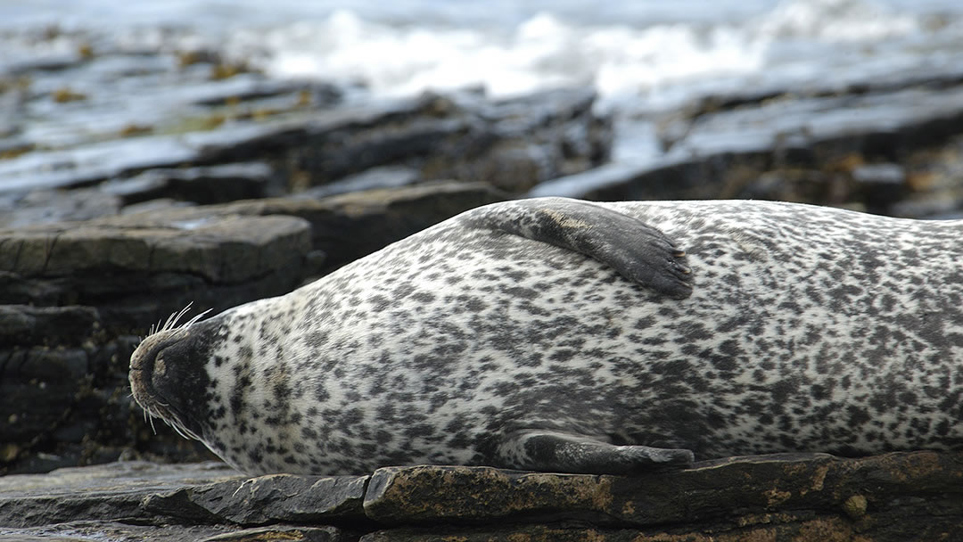 Common seal basking on a Shetland shore