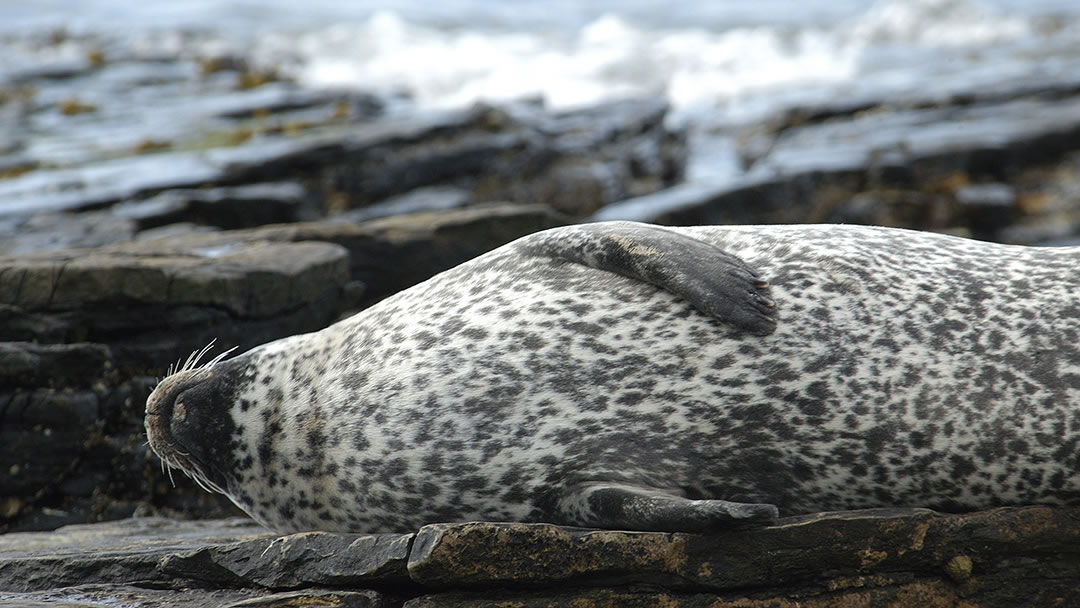 wildlife trips shetland