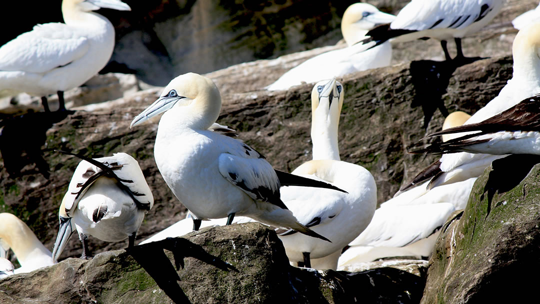 Gannets on the cliffs of Noss in Shetland