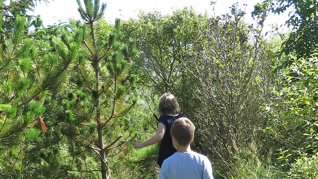 Olavs Wood, South Ronaldsay, Orkney