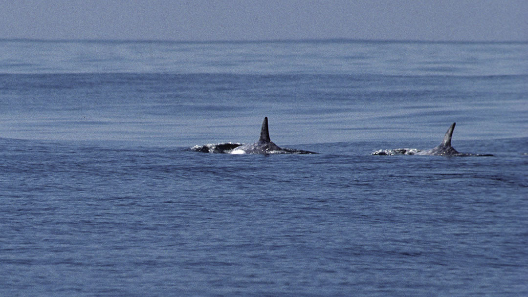 Orca spotted off Shetland