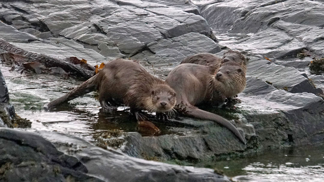 Otters in the Shetland islands