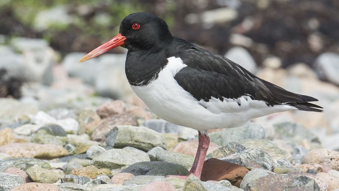 Oystercatcher in North Roe, Shetland